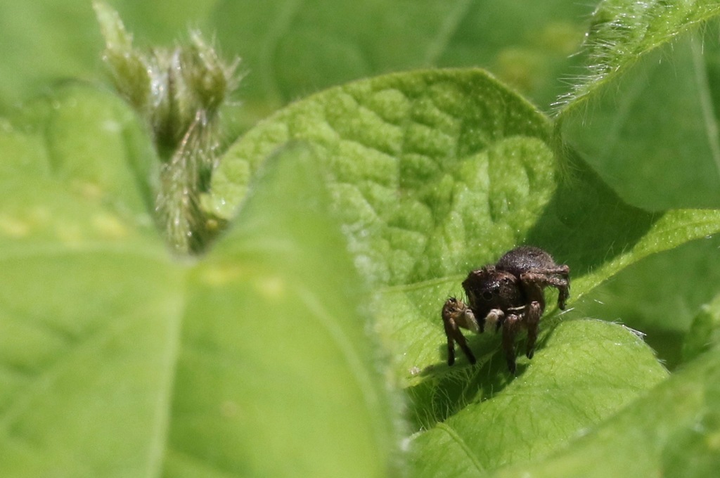 糸が出ないのでひたすら歩くクモ