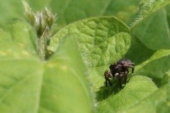 糸が出ないのでひたすら歩くクモ