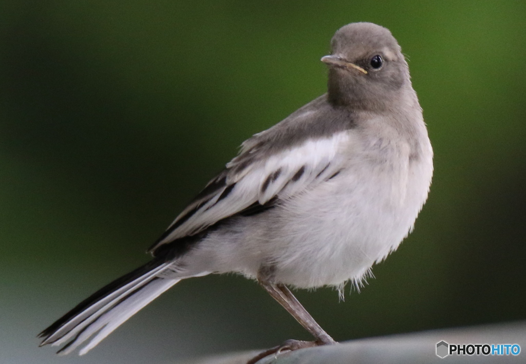 笑ってチョウだい