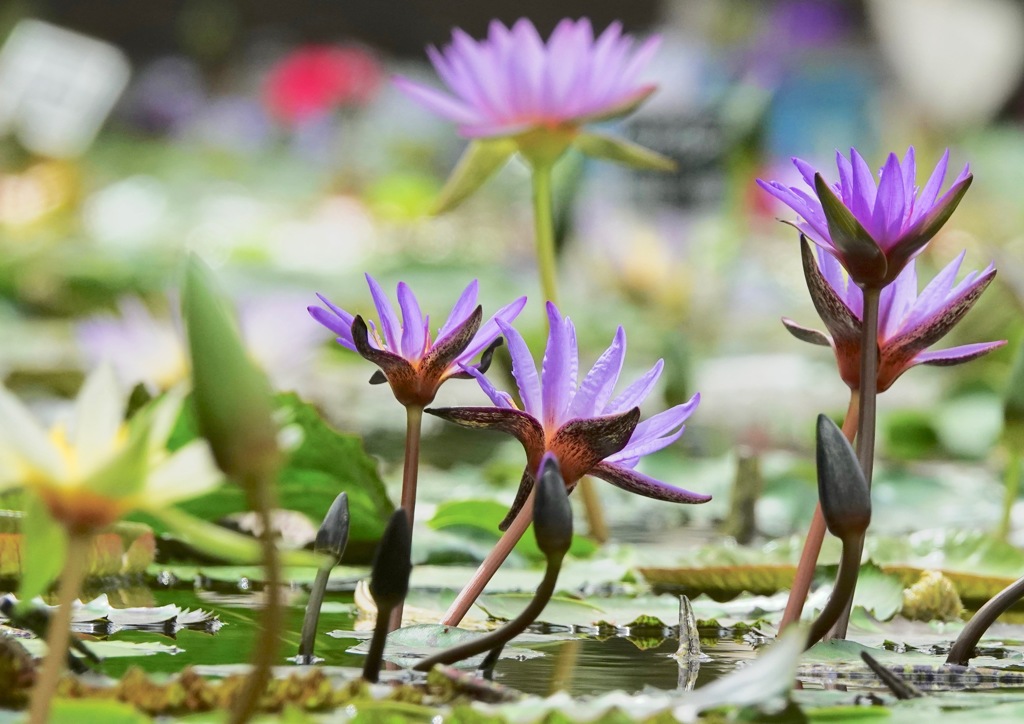 水の花