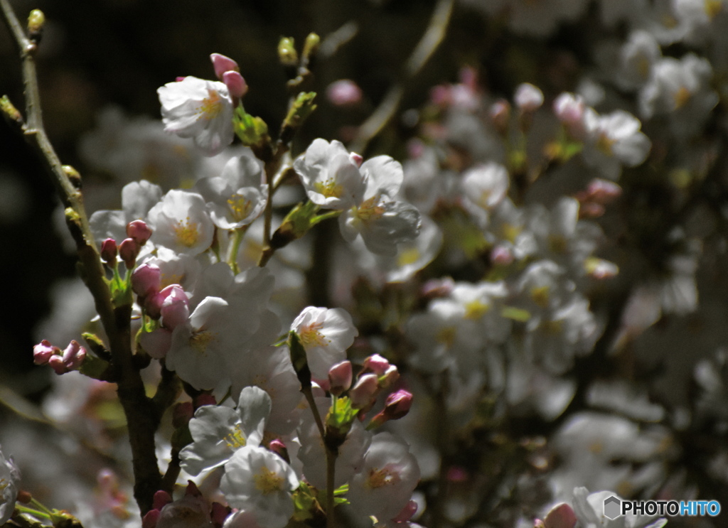 夜桜