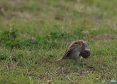 天の橋立に行った気分