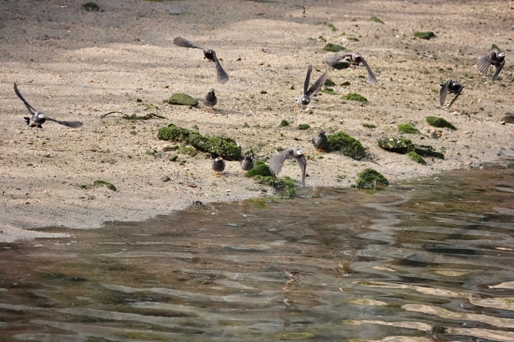 よく見れば何かが飛んでます