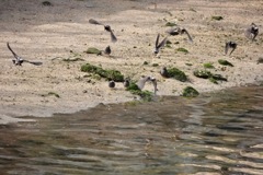 よく見れば何かが飛んでます