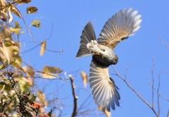 朝の撮影練習５