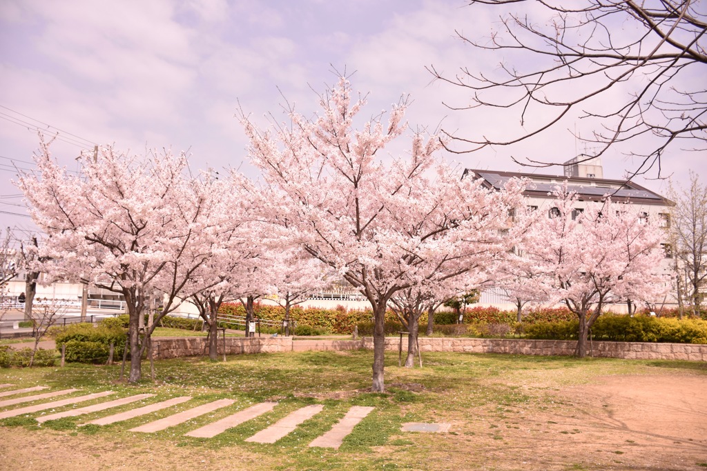 桜サクラ