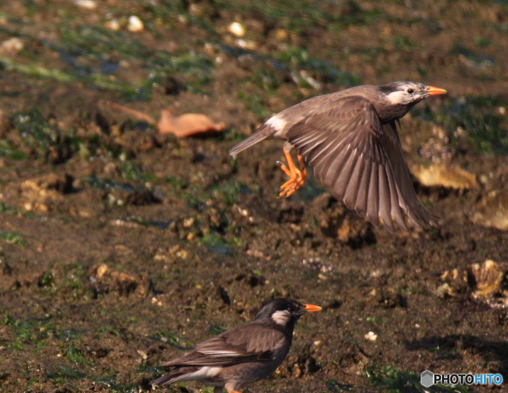 行ってらっしゃい