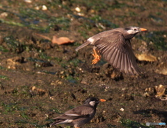 行ってらっしゃい