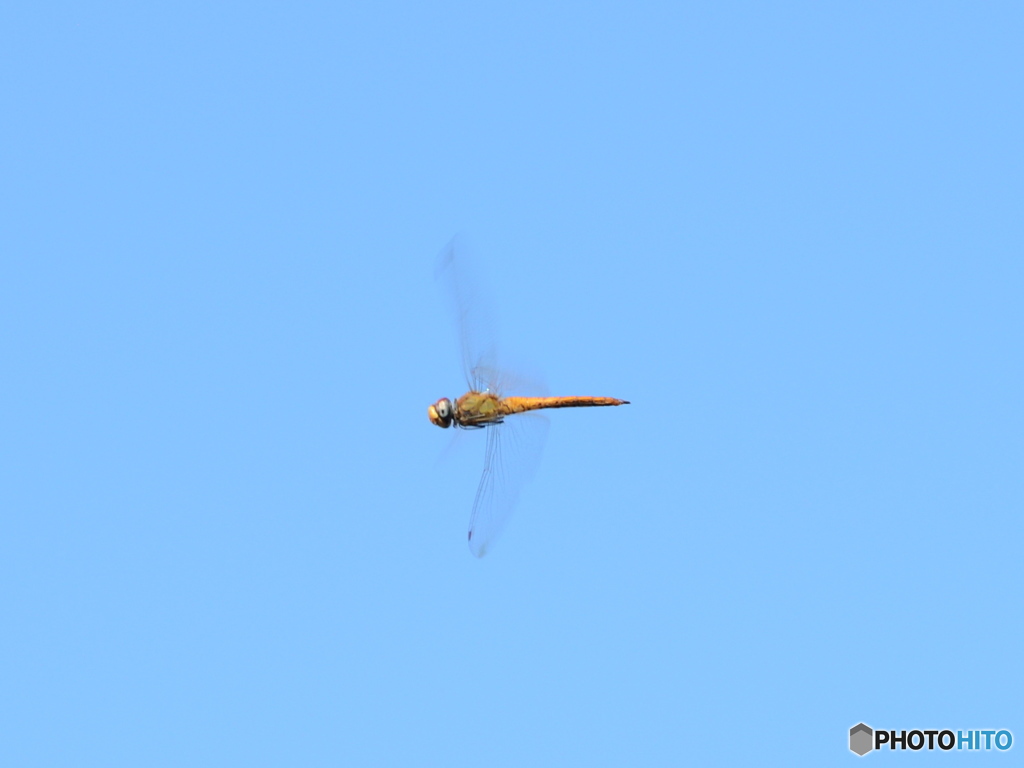 とんで、とんで、とんで