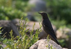 何かを探しているのでしょうか