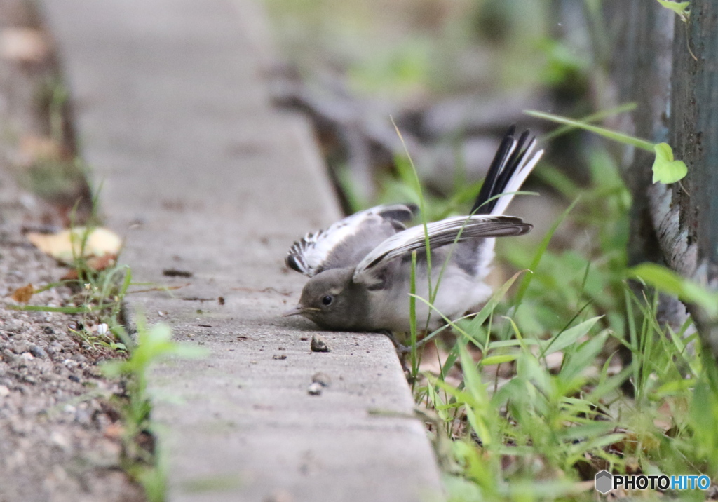 転けちゃいました