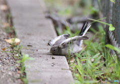 転けちゃいました