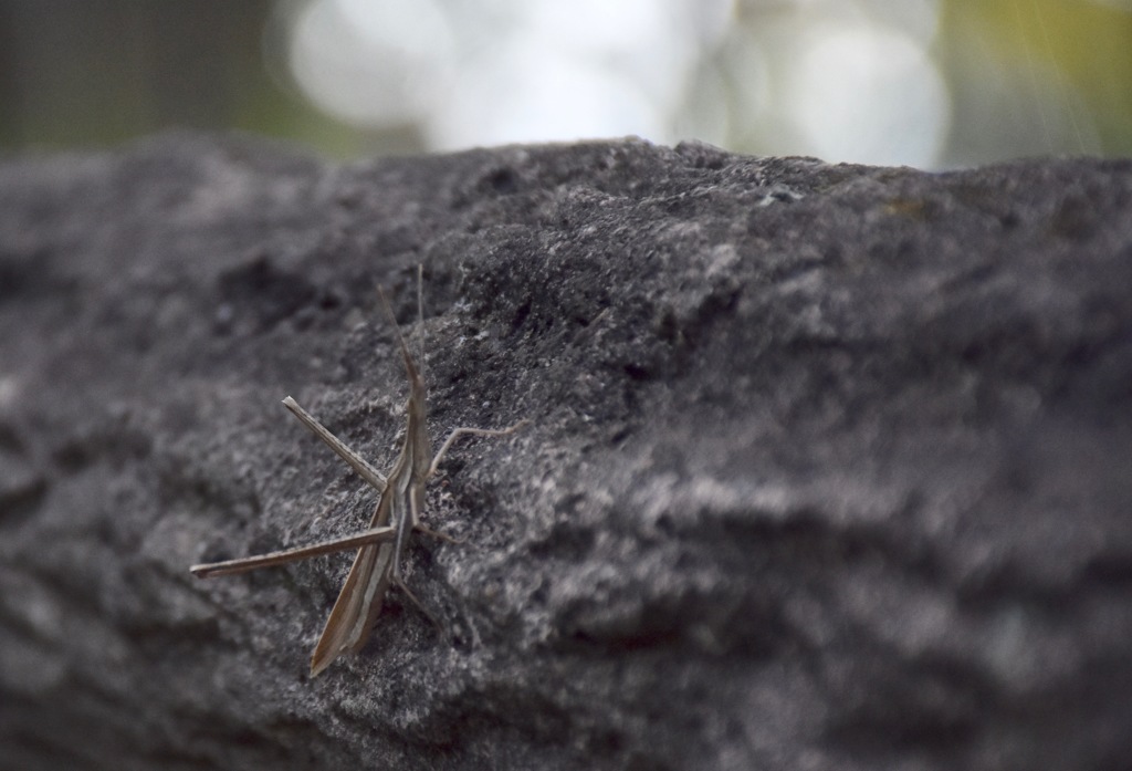 こんな色になっちゃって