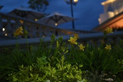 夜の花壇
