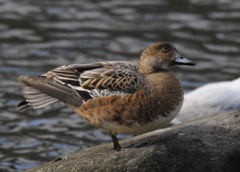 じっと見ないでくれよ照れるだろう