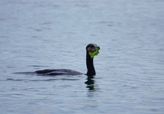 ワカメ売りのウミウ
