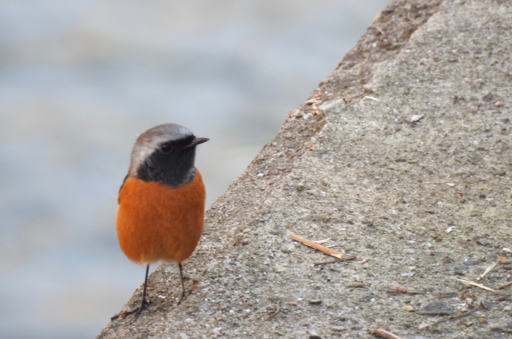 ジョウビタキさんと出会いました