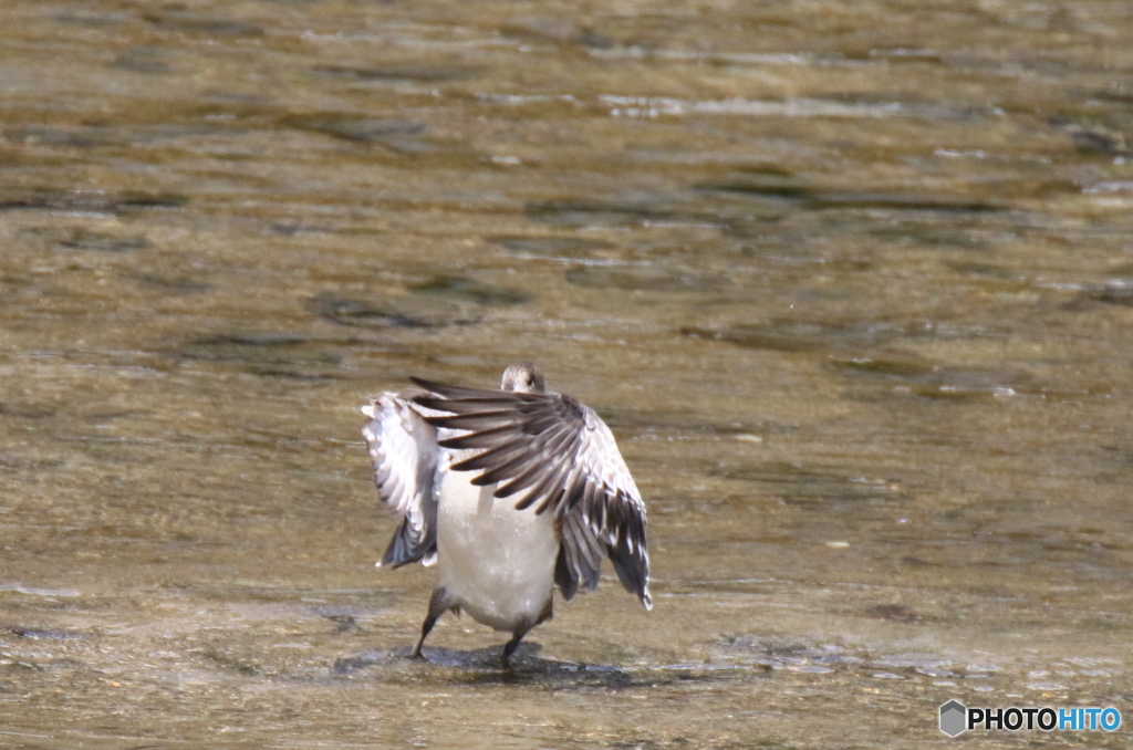 野生ガモダンスが好き