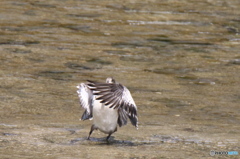 野生ガモダンスが好き