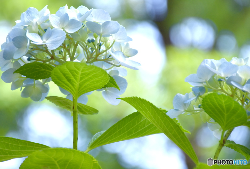 雨を待つアジサイ