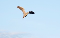 何か飛んで来たぞ