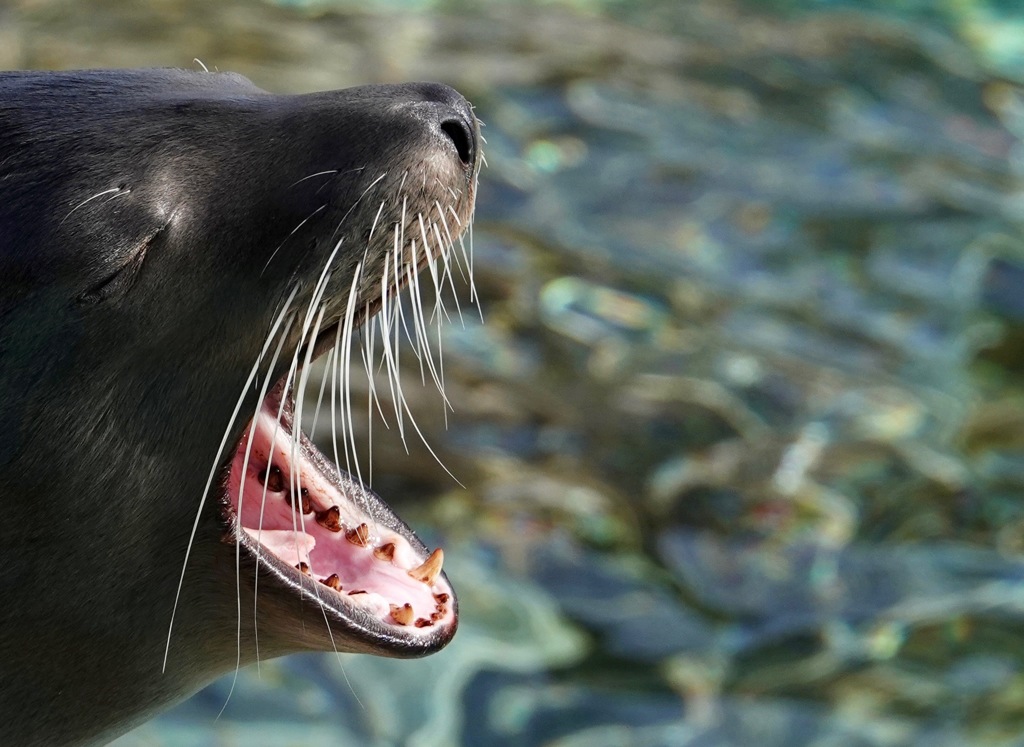 ヒゲが痛いのよ