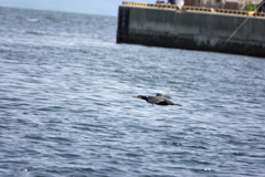 やって来ました漁港へ４