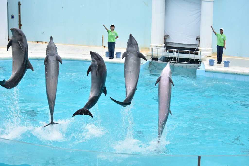 イルカのジャンプ