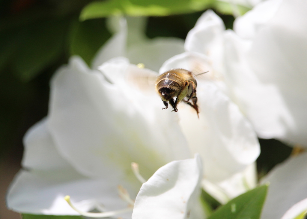 はらぺこ　はっち