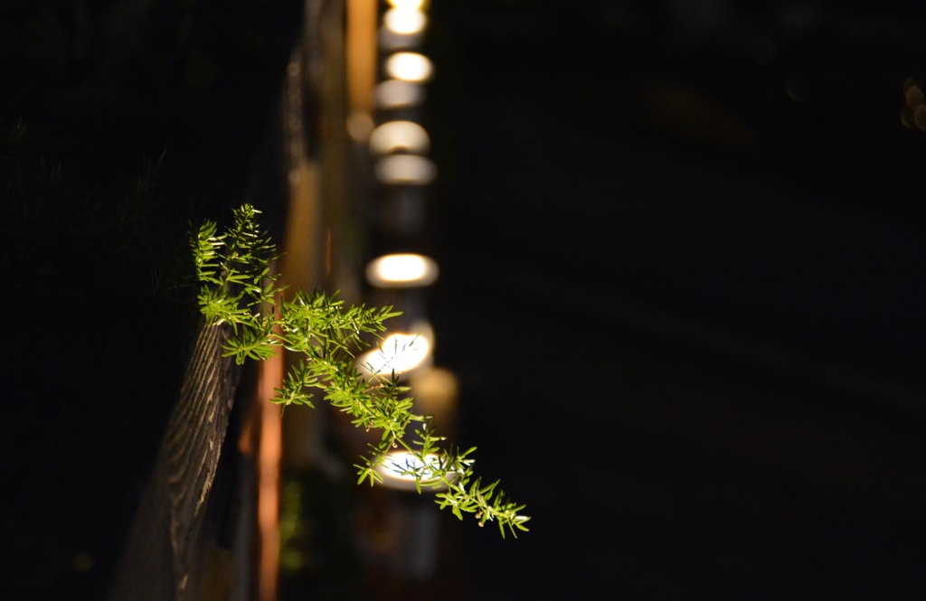 気になる雑草