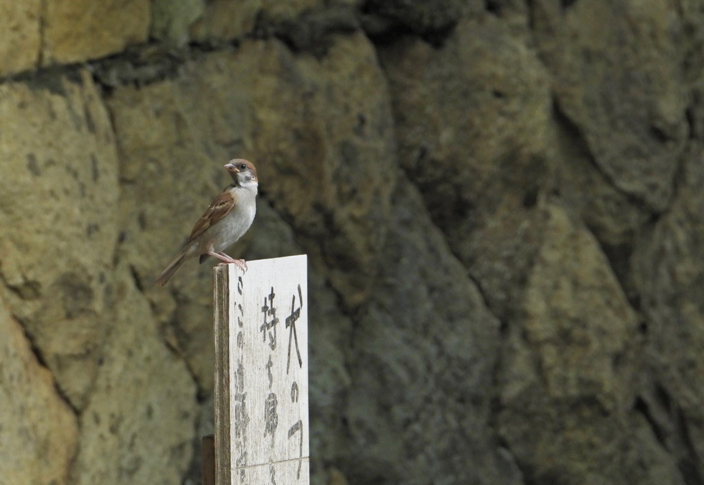 スズメさんのアルバイト