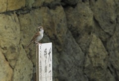 スズメさんのアルバイト