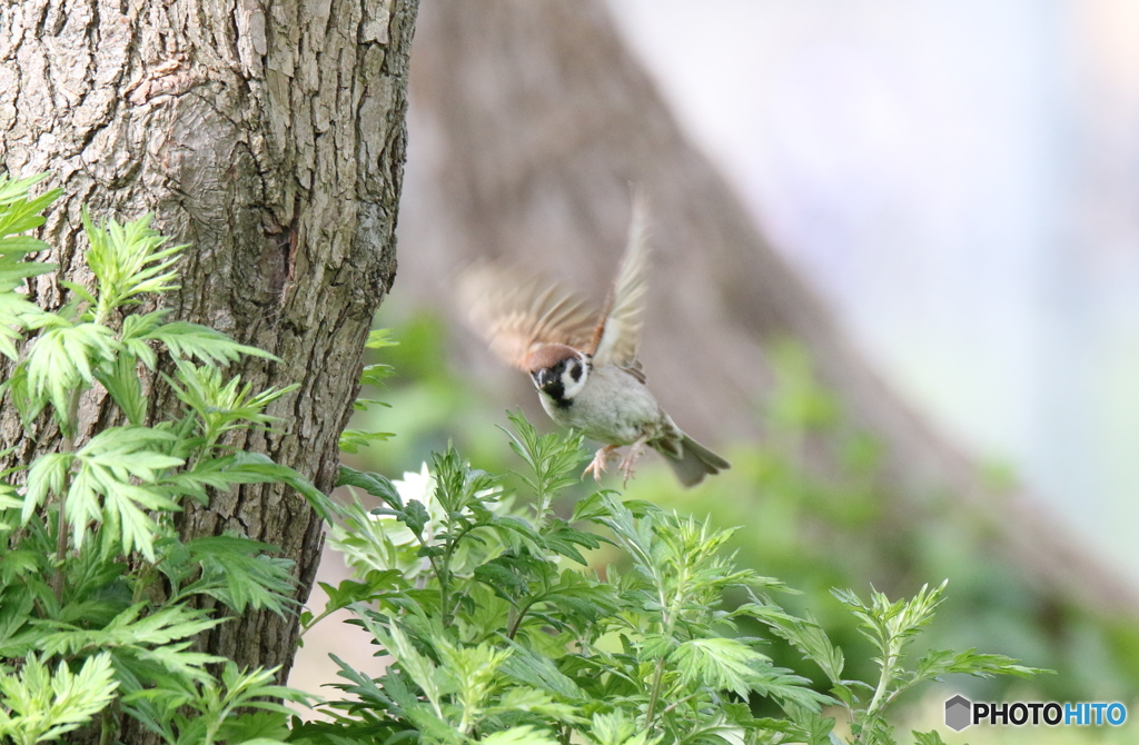 さすがに葉っぱの上は止まれないでしょう