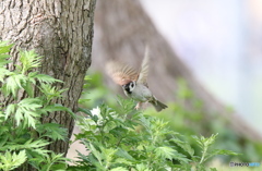 さすがに葉っぱの上は止まれないでしょう