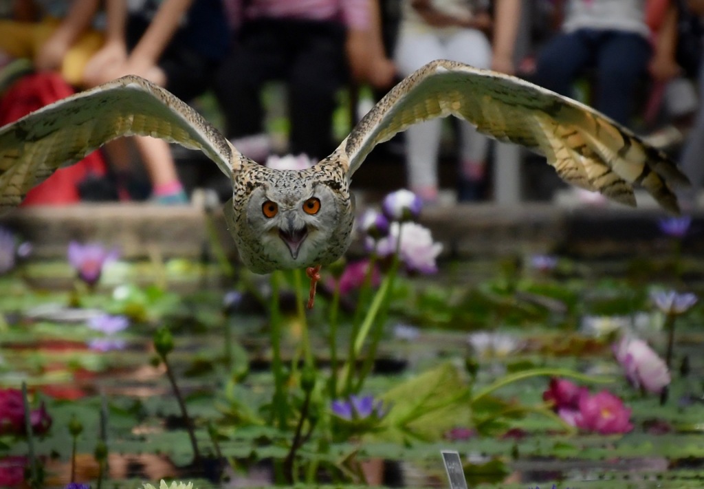 バードパフォーマンス