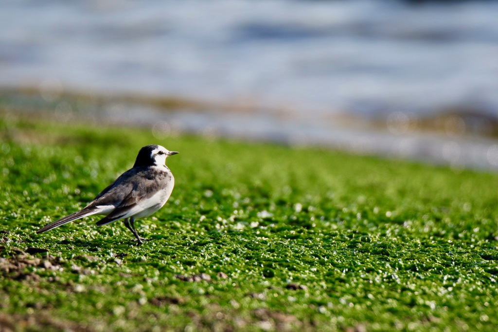 耳をすませてごらん
