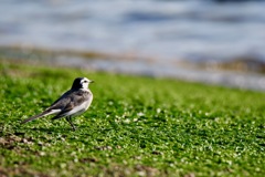 耳をすませてごらん