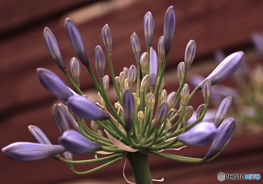 名前が分からない