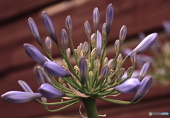 名前が分からない