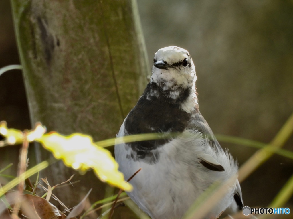 笑ってぇ〜ハイチーズ