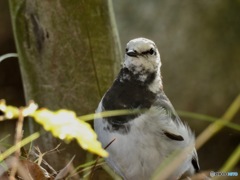 笑ってぇ〜ハイチーズ