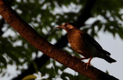 夕方に近くの公園へ