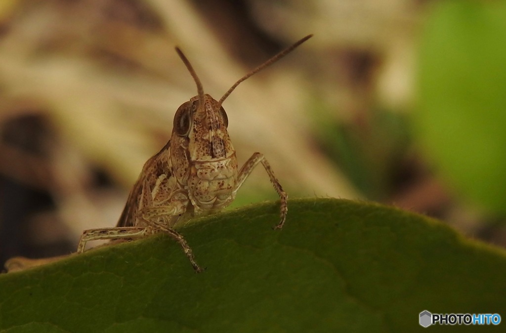 怖くて飛べない２