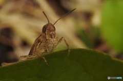 怖くて飛べない２