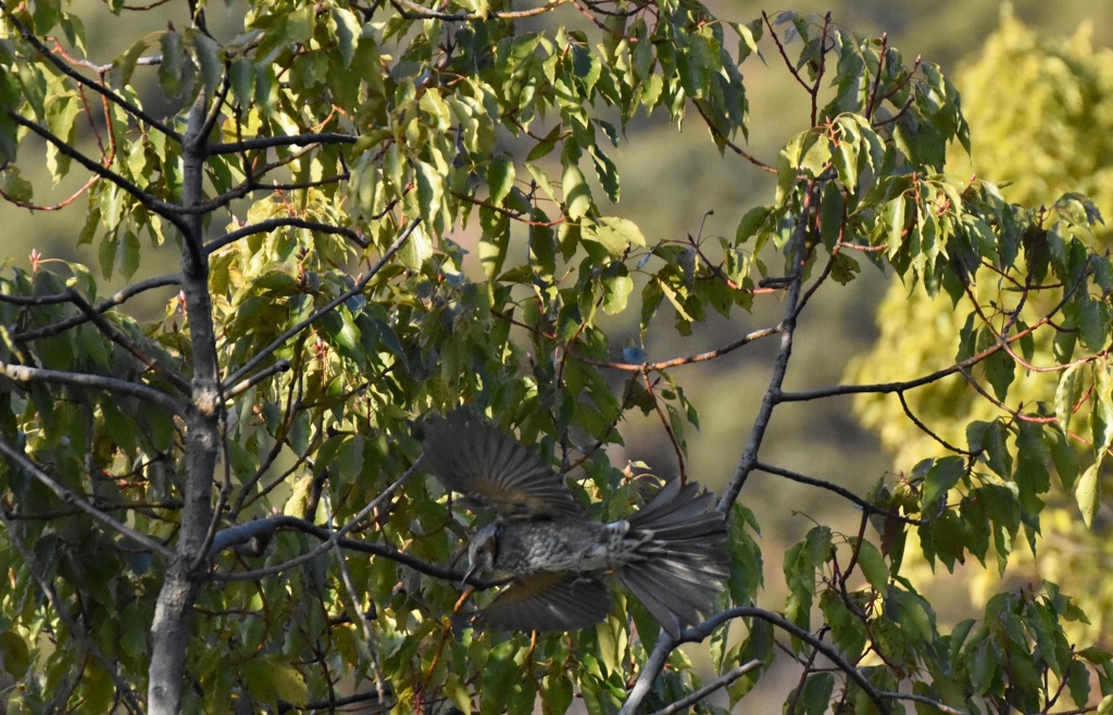 朝の撮影練習３