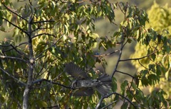 朝の撮影練習３