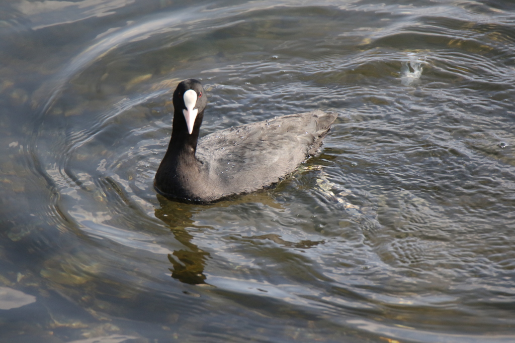 オオバンでしょうか