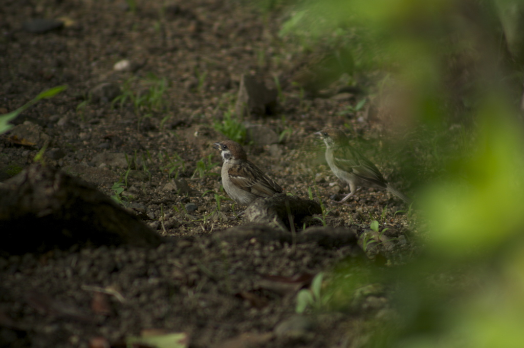 スズメっこ