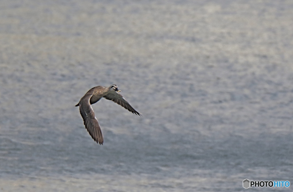 カルガモさんるんるん気分