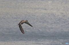 カルガモさんるんるん気分